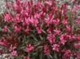 GAURA